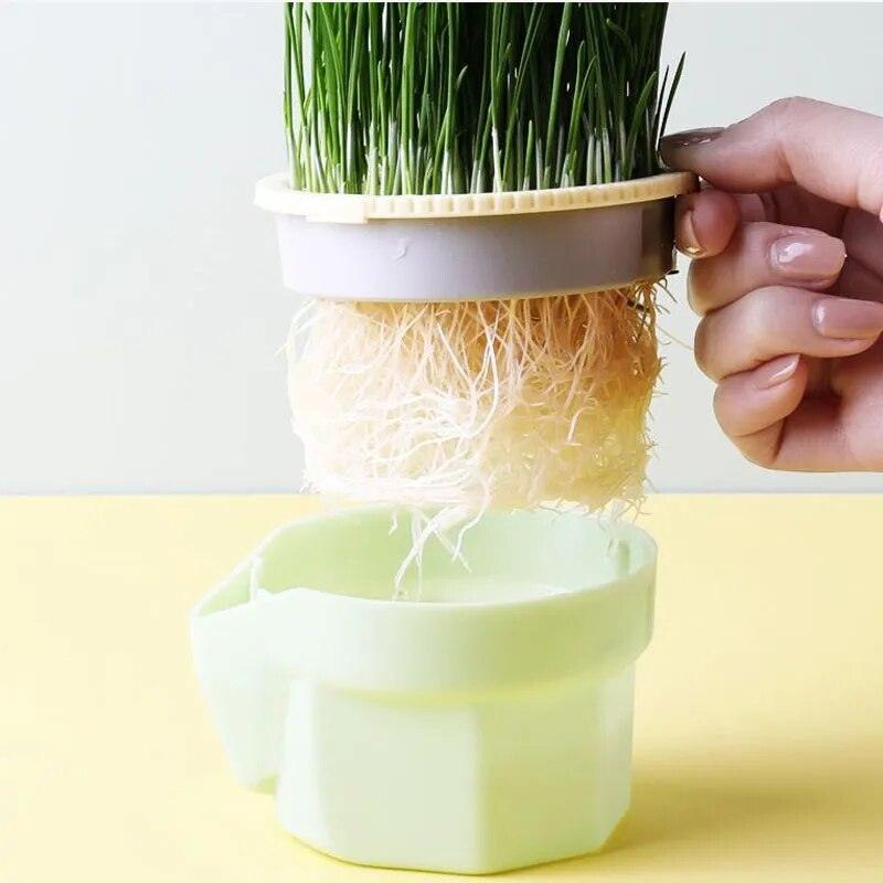 Cat Snack Mint Planting Hydroponic Plastic Box Cat Pot Contrast Hydroponic Det Cat Grass Plant Bowl without seed Garden Supply - Lily Depot